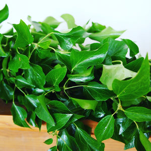 Eco Ivy garland