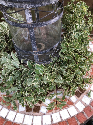 Pittosporum varigated garland