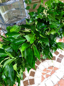 Ivy and soft ruscus garland