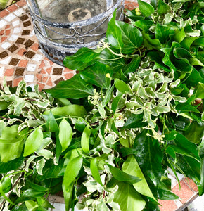 Ivy, pitto and soft ruscus garland