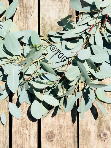 Eucalyptus populus